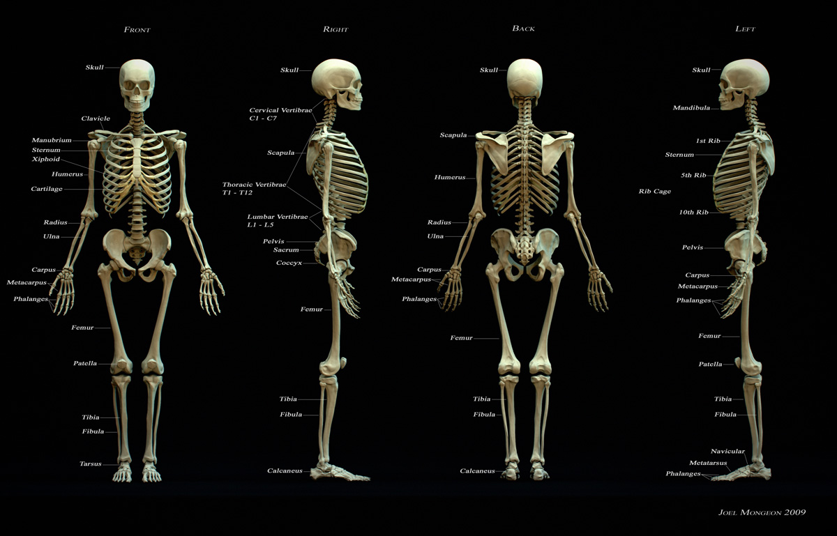 El Esqueleto Humano Anatomia En Grupo